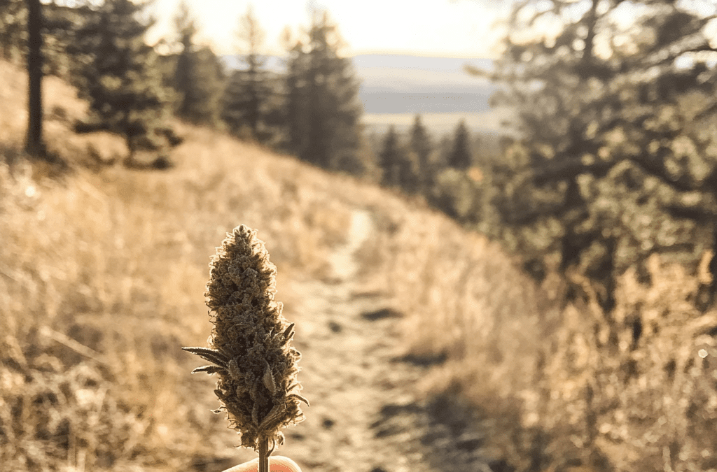 Wake, Bake & Hike: The Best Trails and Strains Around Billings